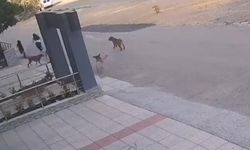 Köpek sürüsü sokakta kızları kovaladı