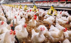 Kürdistan Bölgesi'nde üretim artıyor