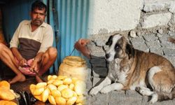 Hindistan'da karar: Sahipsiz köpekler kısırlaştırılıp salınacak
