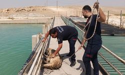 Şanlıurfa'da sulama kanalına düşen köpek kurtarıldı