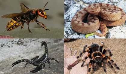 Isınan havalar sonrası ortaya çıkan zehirli hayvanlar hangisi?