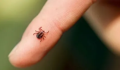 Yaz aylarında kene vakaları artıyor, doğaya keklik salınıyor