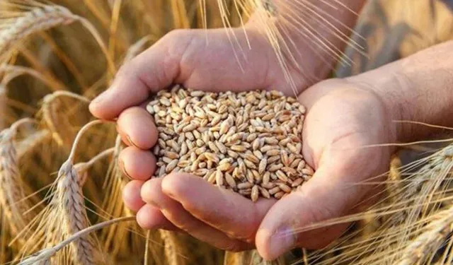 Buğdayda fiyat ne olacak?