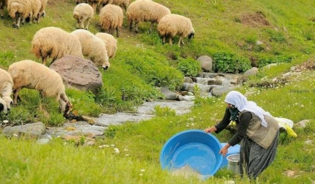 100 bin lira maaşla işe alınacak çoban bulunamıyor