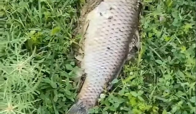 Diyarbakır'da korkutan balık ölümleri