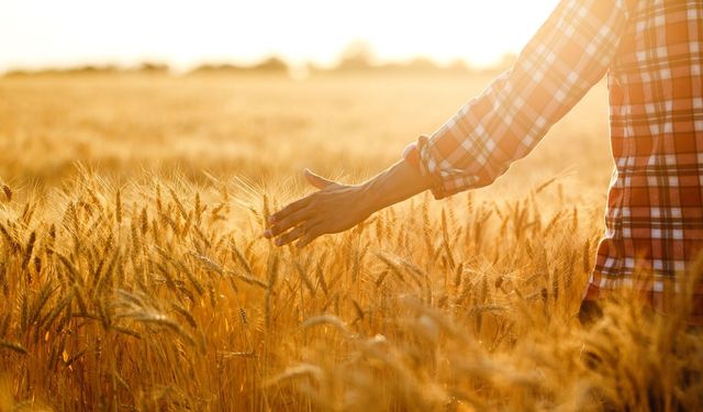 TZOB: Arpa ve buğday fiyatında revizyon talebi