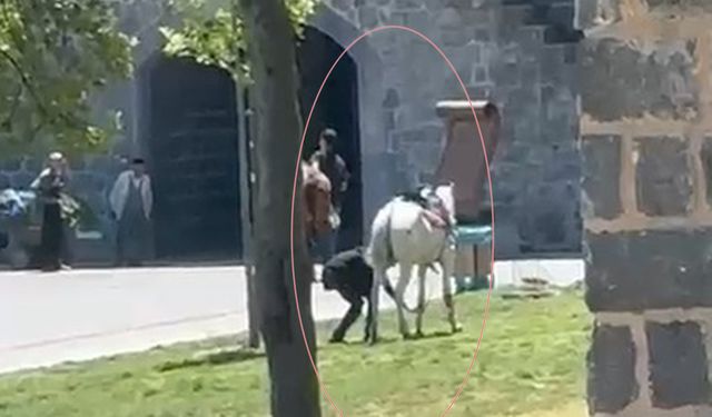 Diyarbakır'da şok olay: Piknik yapanların arasına at daldı