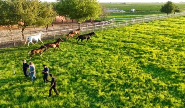 Şanlıurfa’da yarış atları sahiplerine büyük kazanç sağlıyor