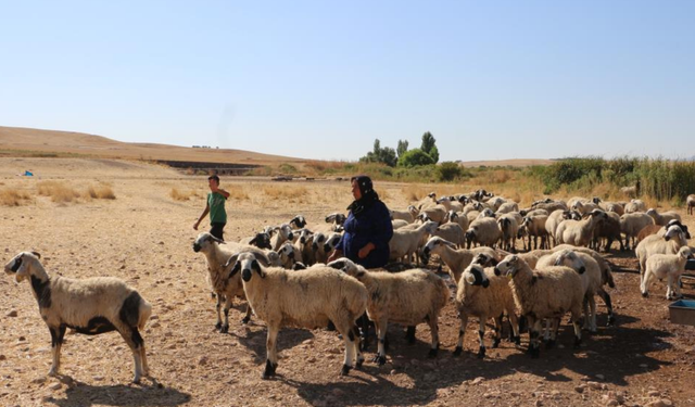 Diyarbakır’ın yaylalarında konargöçer aileler zorlu yaşamlarını sürdürüyor