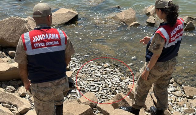 Diyarbakır’da çok sayıda Asya Sazanı ölü bulundu