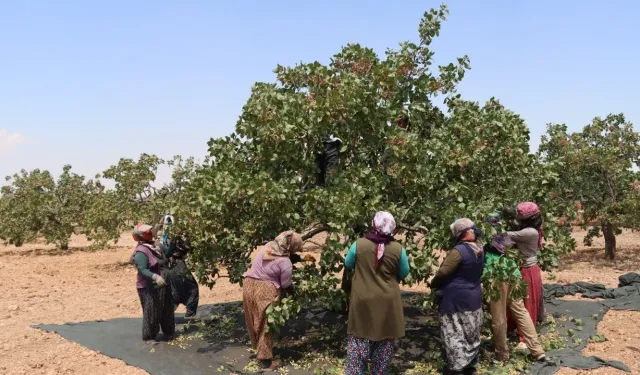 40 derece sıcaklıkta kadınların fıstık hasadı