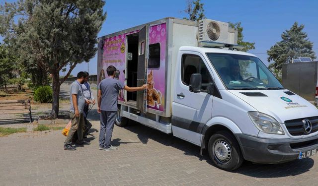 Diyarbakır'daki sokak hayvanları kısırlaştırılıyor, belediye o hizmete başladı