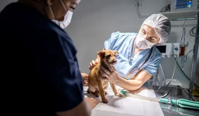 Yapay kafatası ile köpek yaşama döndü