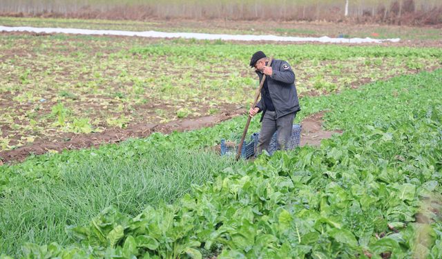 8 bin yıllık Hevsel Bahçeleri’nde üretim sezonu kapanıyor