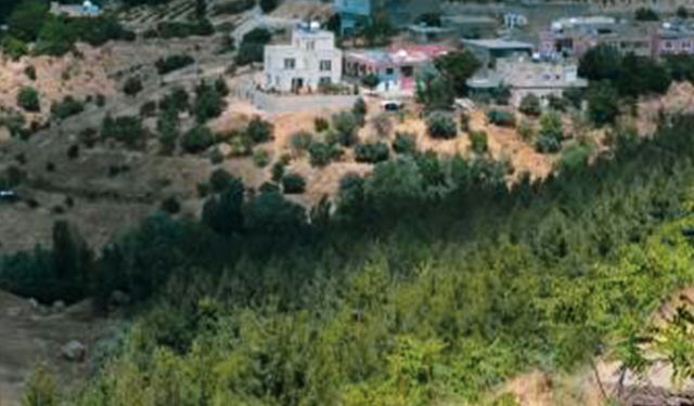 Mardin'in Şeyhmus amcası 30 yılda 30 bin fidan dikti