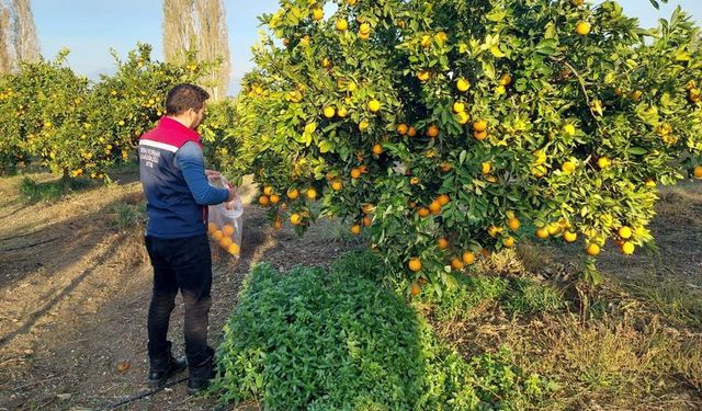 Bakanlıktan gıda düzenlemesi: Pestisit limitleri düşürüldü