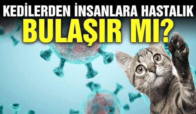 Kedilerden insanlara hastalık bulaşır mı?