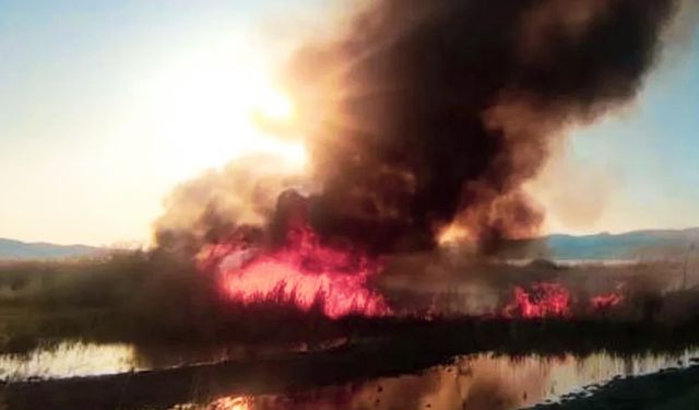 Van Gölü Havzası'ndaki yangınlar, ekosistemi tehdit ediyor