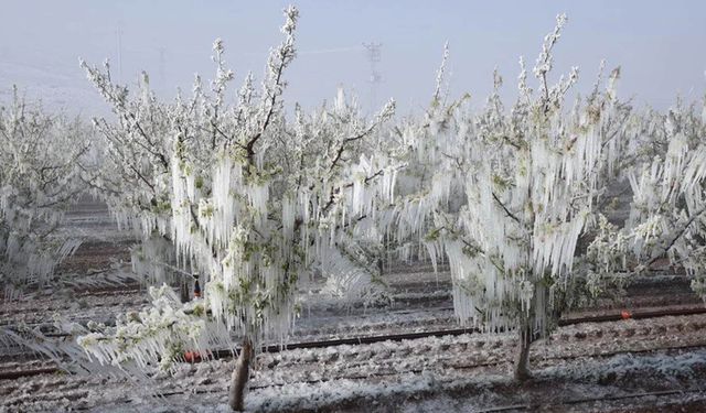 Zirai don afet ilanı sonrası çiftçilere hangi destekler sağlanıyor?Afet bölgesi olunca ne olur?