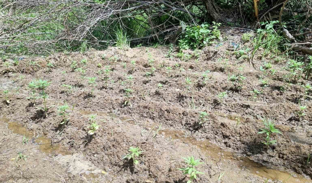 Bingöl kırsalında zehir tarlası ortaya çıktı