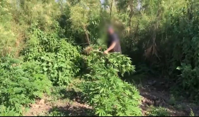 Dicle Nehri'nde 100 Milyon TL'lik kenevir imha edildi