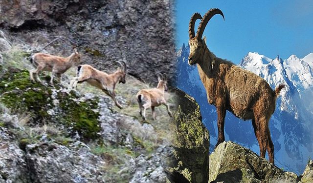 Kürt halkında dağ keçisi neden çok önemli?