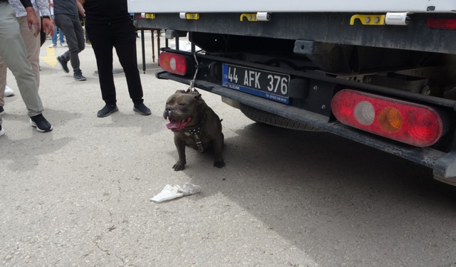 Malatya’da alışveriş merkezi otoparkında pitbull saldırısı