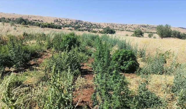 Diyarbakır’da esrar ve kenevir tarlaları ortaya çıkarıldı