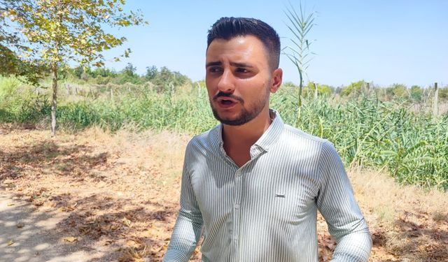 Domuzları havlayarak kovaladı