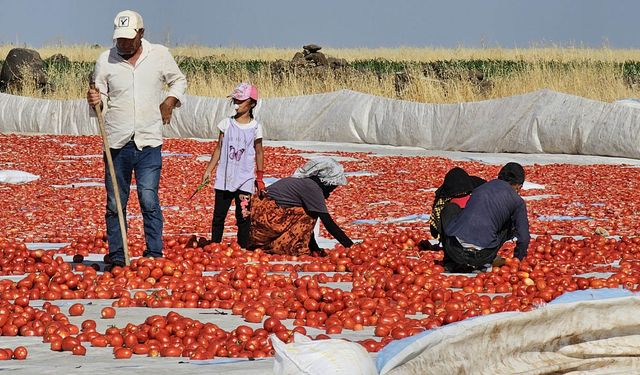 Karacadağ’dan Avrupa sofralarına taşınıyor; 50 derece sıcaklıkta kurutuluyor