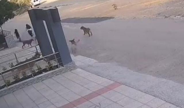 Köpek sürüsü sokakta kızları kovaladı