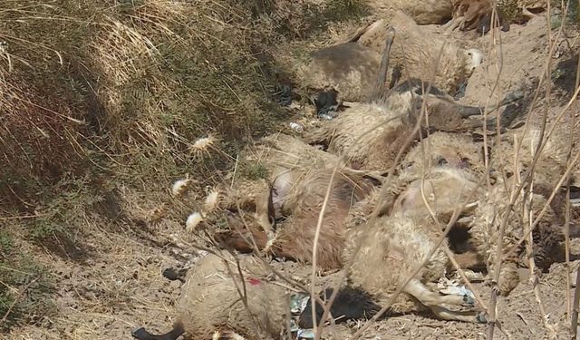 Kurtlar koyun sürüsüne saldırdı: 108 koyun telef oldu