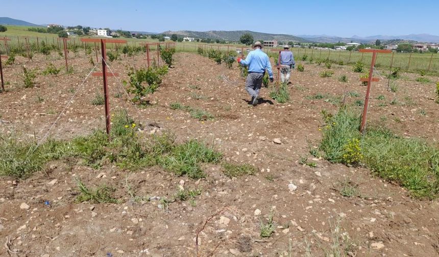 Diyarbakır’da üzüm bağlarında modern çözüm
