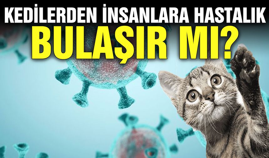 Kedilerden insanlara hastalık bulaşır mı?