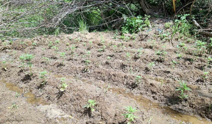 Bingöl kırsalında zehir tarlası ortaya çıktı