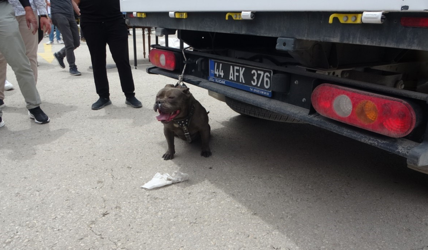 Malatya’da alışveriş merkezi otoparkında pitbull saldırısı