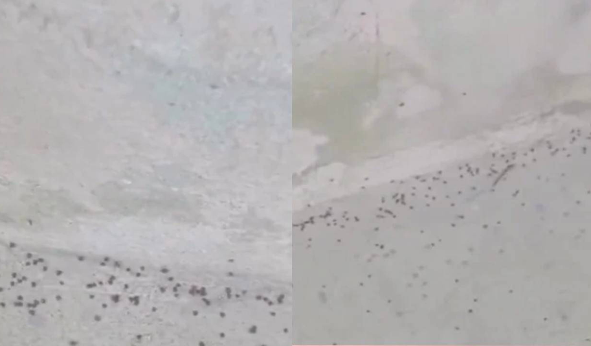 Acil tedbir uyarısı! İstanbul’da kene istilası yaşandı