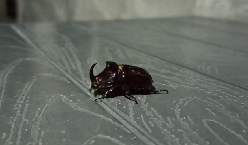 Adıyaman’da nadir gergedan böceği köyde ortaya çıktı!