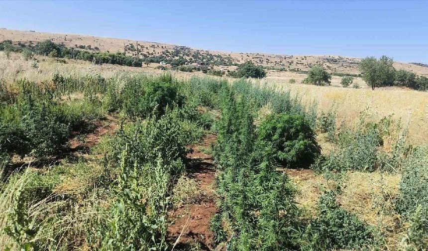 Diyarbakır’da esrar ve kenevir tarlaları ortaya çıkarıldı