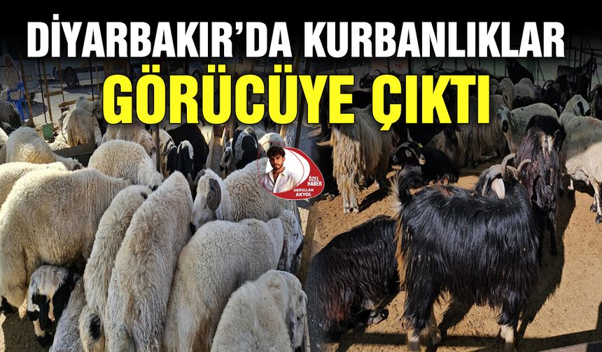 Diyarbakır’da kurbanlıklar görücüye çıktı