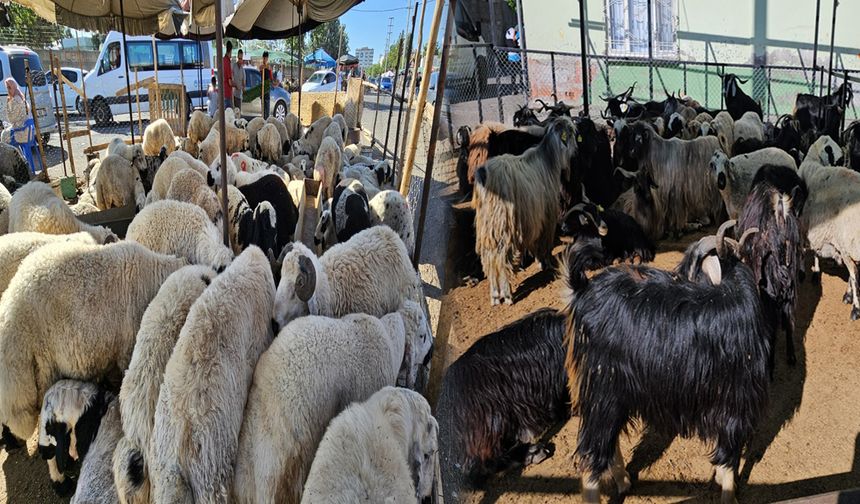 Diyarbakır’da kurbanlıklar görücüye çıktı