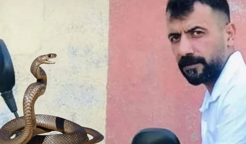 Diyarbakır’da yılan ısırması can aldı