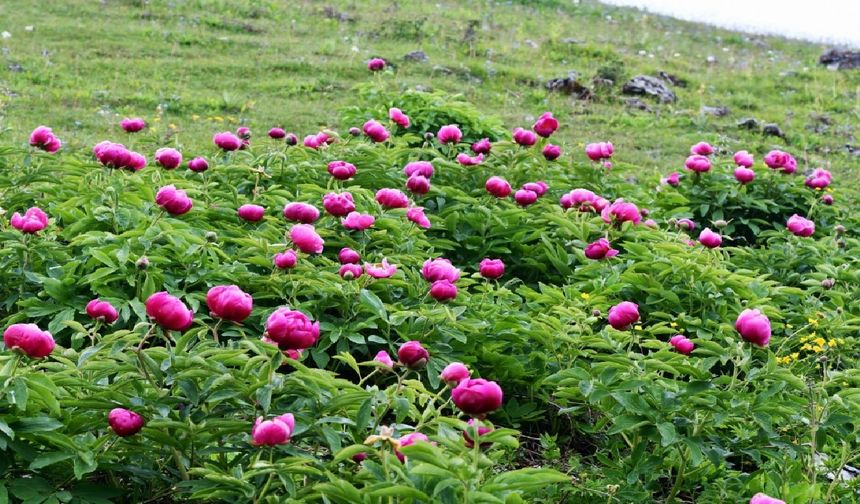 Şakayık çiçeklerinin koparılmasının cezası 557 bin TL