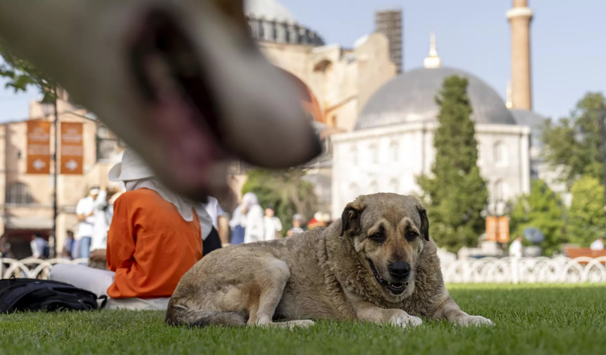 İstanbul’da sokak köpekleri toplanacak