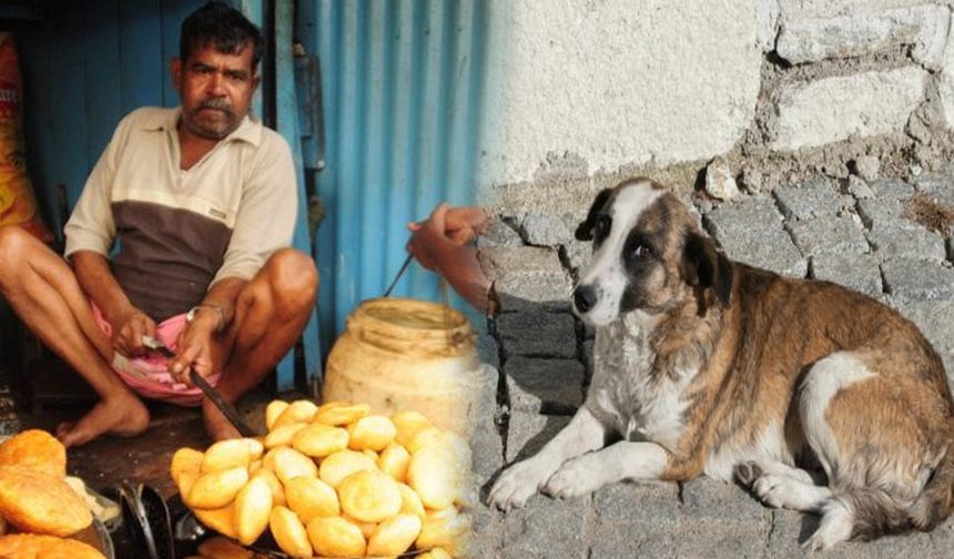 Hindistan'da karar: Sahipsiz köpekler kısırlaştırılıp salınacak
