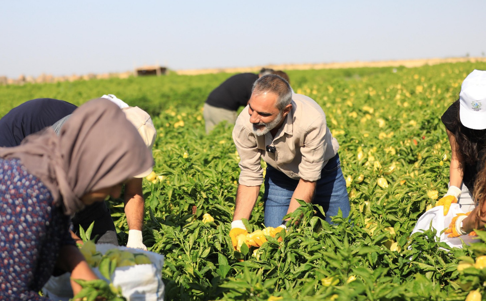Diyarbakır’da Eşbaşkan Dündar biber tarlasını ziyaret etti