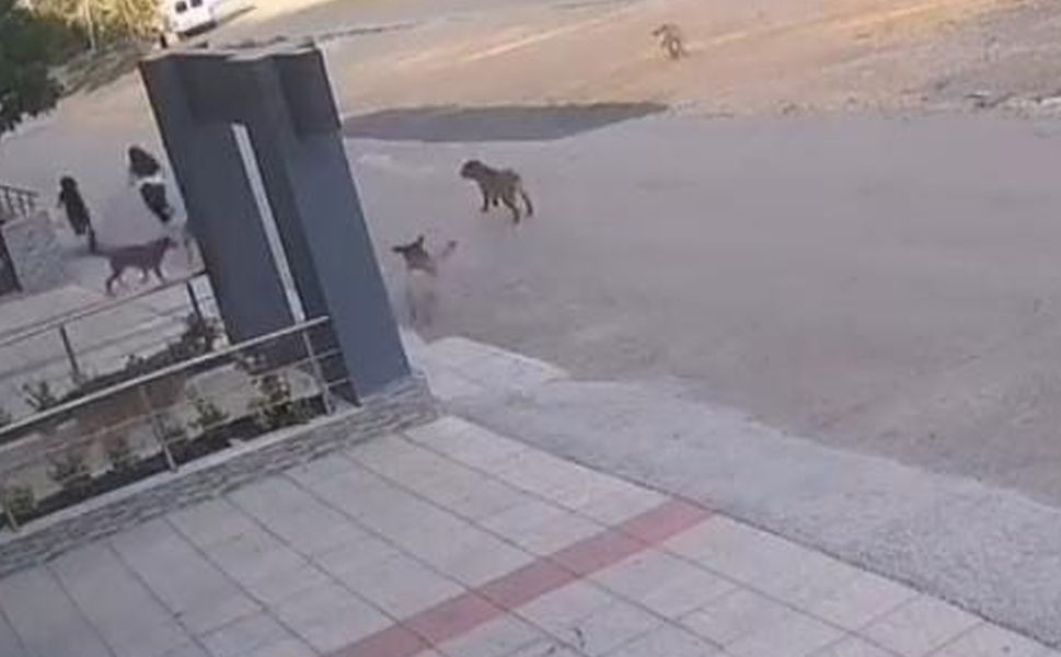 Köpek sürüsü sokakta kızları kovaladı
